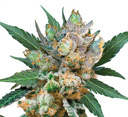 RQS-Royal Gorilla - Image 2