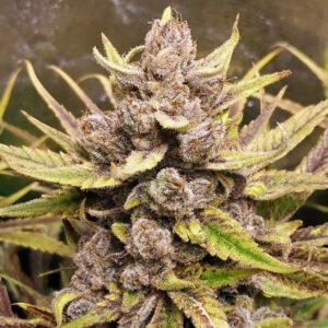 RQS-Royal Highness-CBD