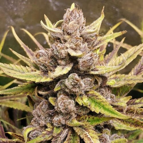 RQS-Royal Highness-CBD