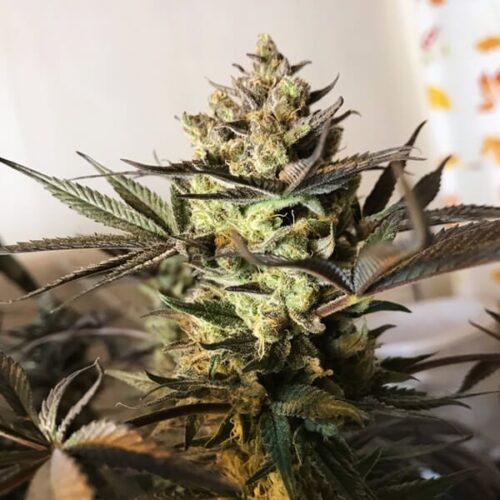 RQS-Royal Highness-CBD - Image 3