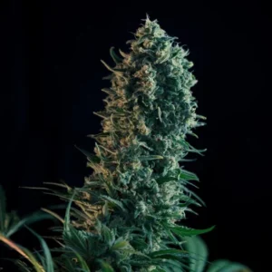 RQS-Royal Medic-CBD