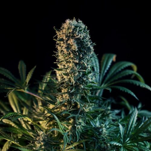 RQS-Royal Medic-CBD - Image 2