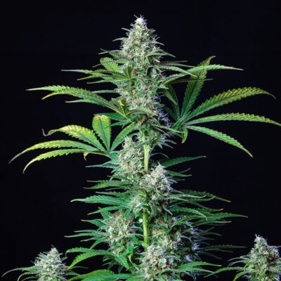 All Auto-Flower