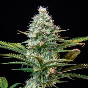 RQS-Royal Runtz