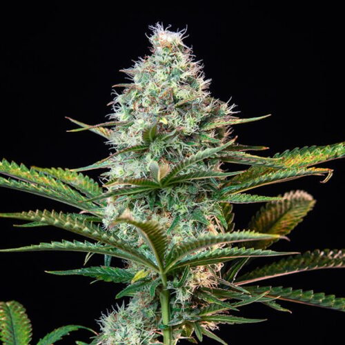 RQS-Royal Runtz