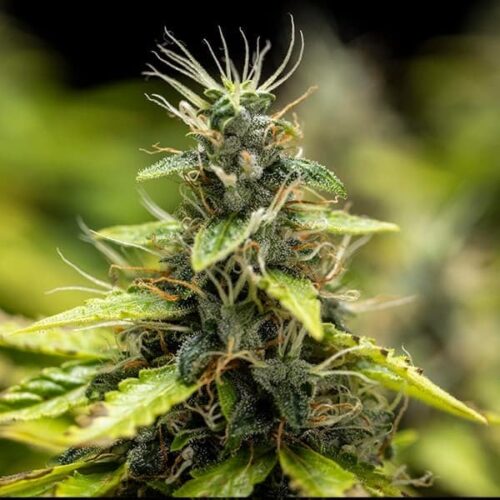 RQS-Royal Runtz-Auto - Image 4