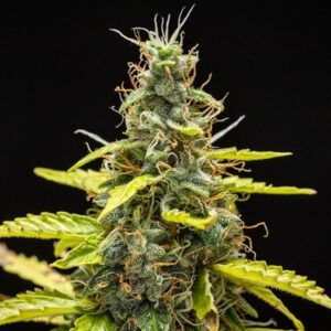 RQS-Royal Runtz-Auto