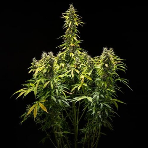 RQS-Royal Runtz-Auto - Image 2