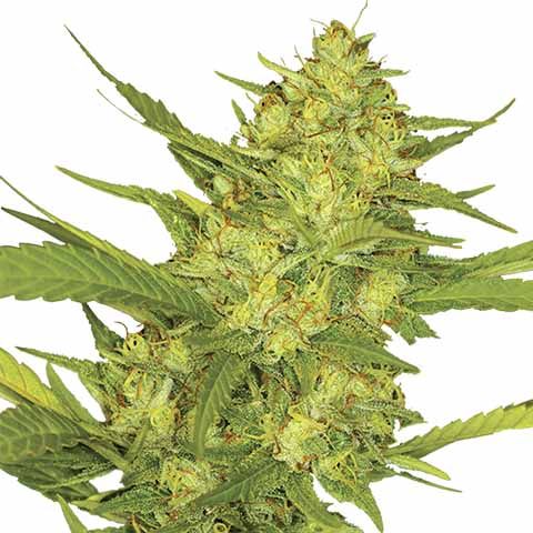 G-Check-Sour Diesel - Image 2