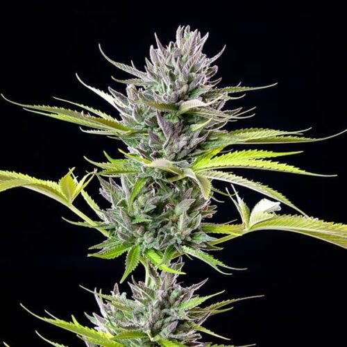 RQS-Triple G - Image 3