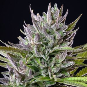 RQS-Triple G
