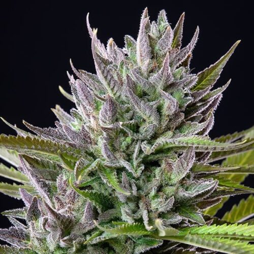 RQS-Triple G