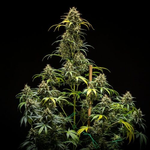 RQS-Triple G-Auto - Image 3