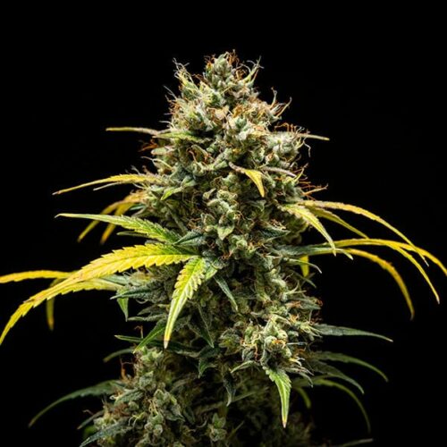 RQS-Triple G-Auto - Image 2