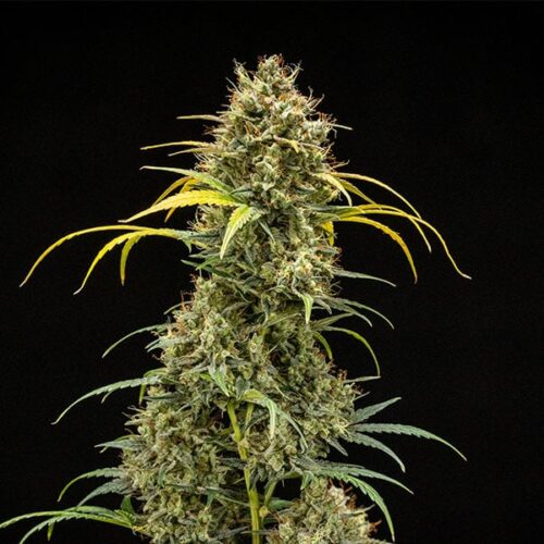 RQS-Triple G-Auto