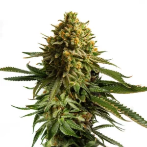 RQS-Wedding Cake-Auto