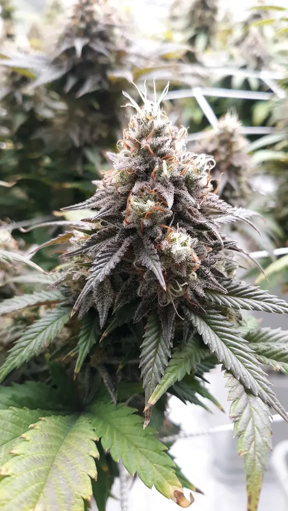 G-Chk-Wedding Cake - Image 2