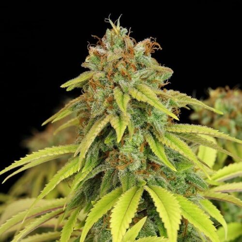 RQS-Wedding Crasher - Image 2