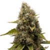 RQS-White Widow