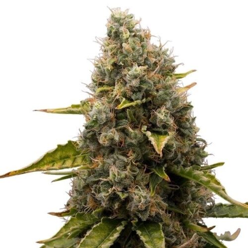 RQS-White Widow