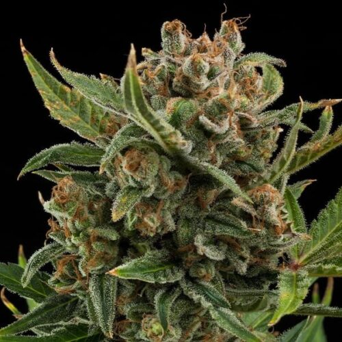 RQS-White Widow-Auto - Image 2