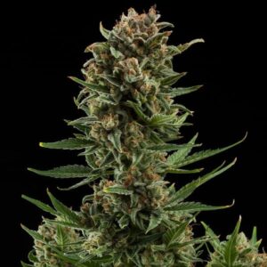 RQS-White Widow-Auto