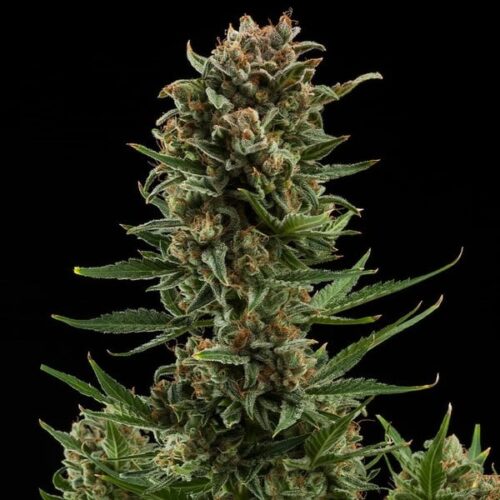 RQS-White Widow-Auto