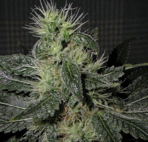 G-Check - Alien OG - Image 2