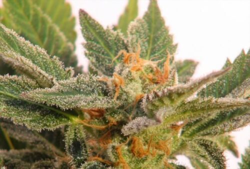 G-Check - Cherry Pie - Image 2