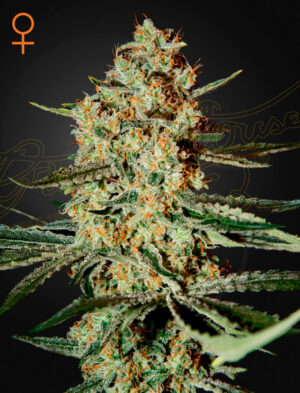 Green House Seed Company - Himalayan Gold