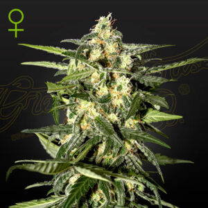 Green House Seed Company - Jack Herer - Auto Flower