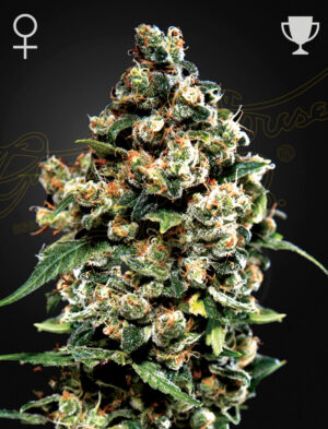 Green House Seed Company - Jack Herer