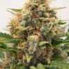 Dutch Passion - MAC #1-Auto