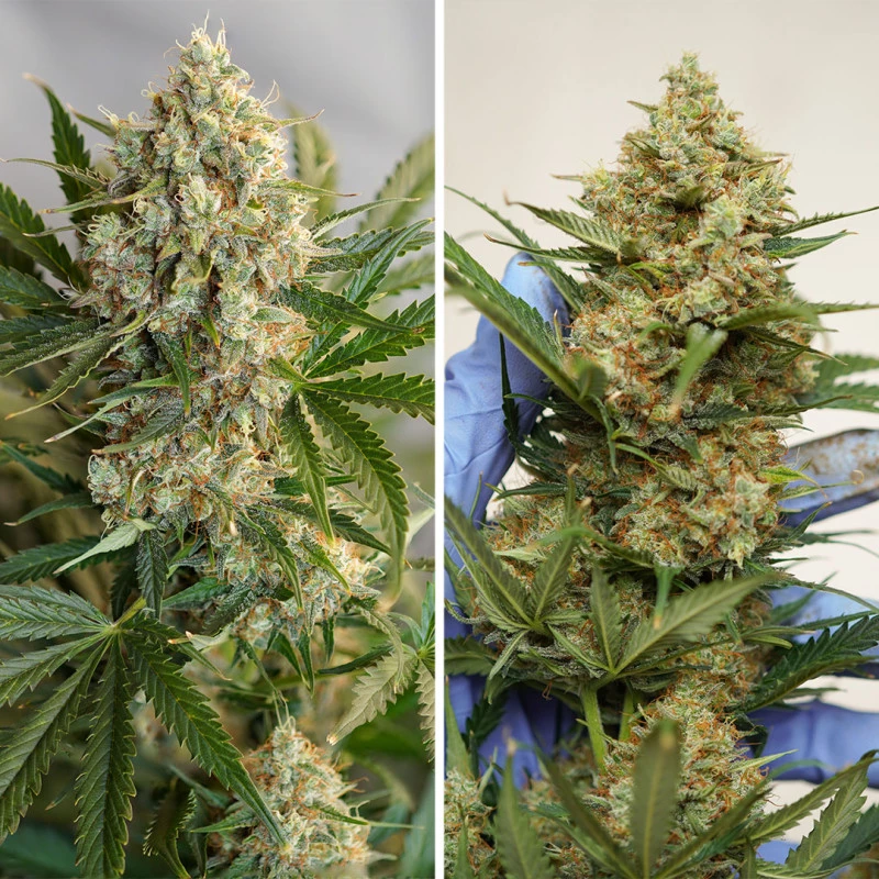 Dutch Passion - MAC #1-Auto - Image 2