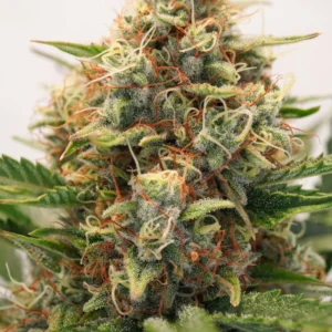 Dutch Passion - MAC #1-Auto