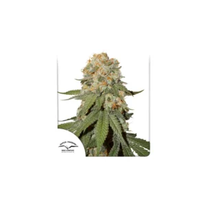 Dutch Passion - Orange Bud