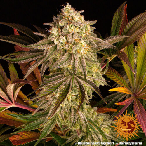 Barney's Farm - Blue Sunset Sherbert - Image 2