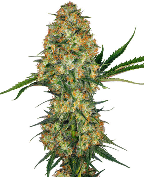 G-Check - Hindu Kush - Image 2