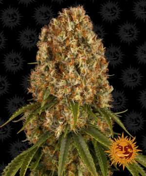 Barney's Farm - Orange Sherbert