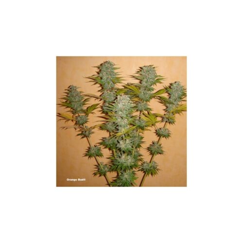 Dutch Passion - Orange Bud - Image 2