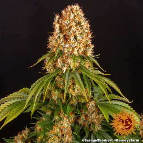 Barney's Farm - Orange Sherbert - Image 3