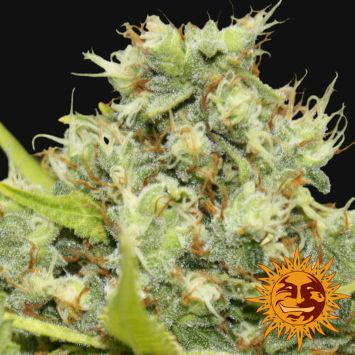 Barney's Farm - Pineapple Chunk - Image 2