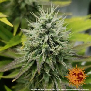 Barney's Farm - Pineapple Chunk
