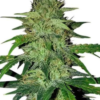 Sensi-Hindu Kush
