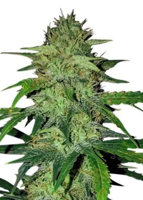 Sensi-Hindu Kush