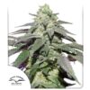 Dutch Passion - Skywalker Haze-Auto Flower