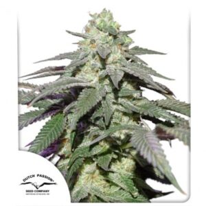 Dutch Passion - Skywalker Haze-Auto Flower