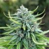 Dutch Passion -  Durban Poison